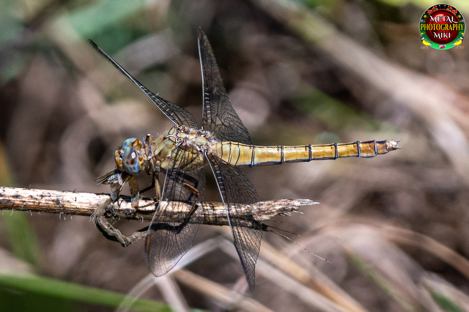 Orthetrum coerulescens - karcsú pásztorszitakötő