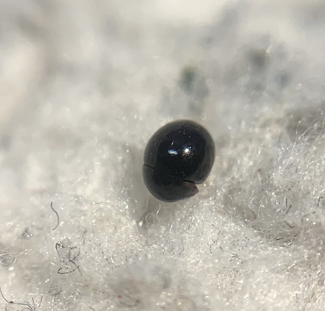 Agathidium seminulum - magalakú gombabogárka Agathidium seminulum - magalakú gombabogárka