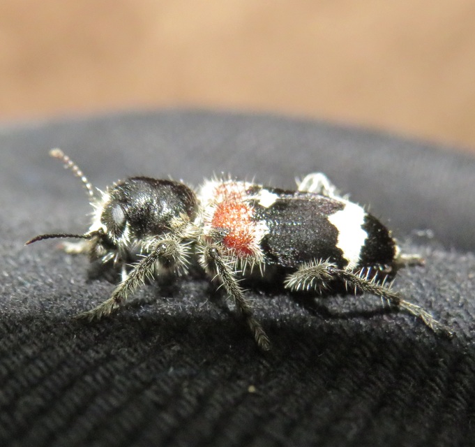 Clerus mutillarius - feketenyakú szúfarkas