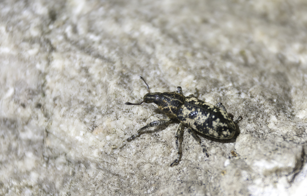 Cyphocleonus dealbatus - márványos barkó