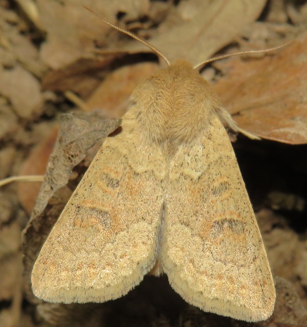 Orthosia miniosa - sárgás barkabagoly