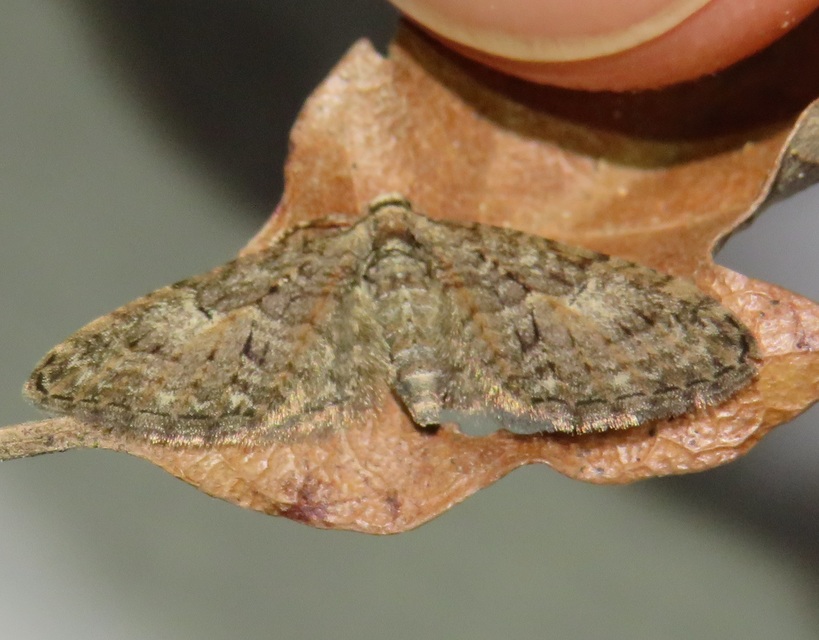 Eupithecia abbreviata - korai törpearaszoló