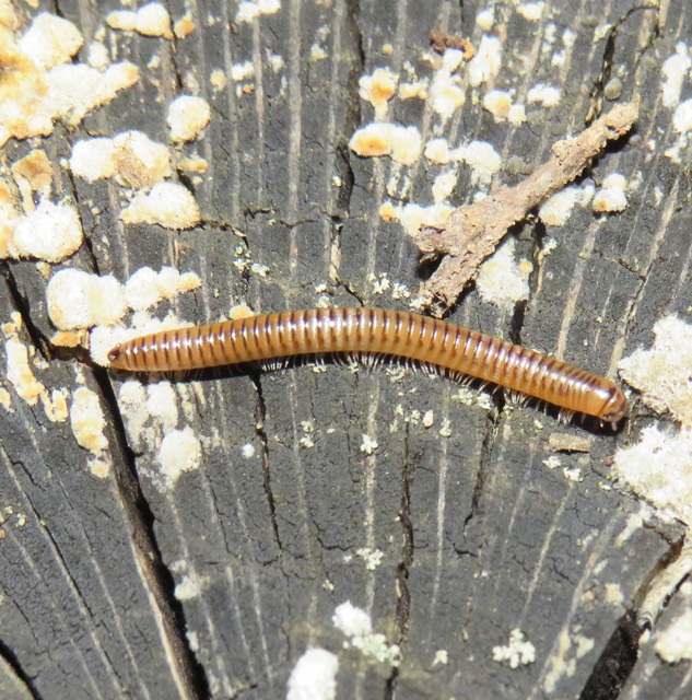 Diplopoda - Ikerszelvényesek Diplopoda - Ikerszelvényesek