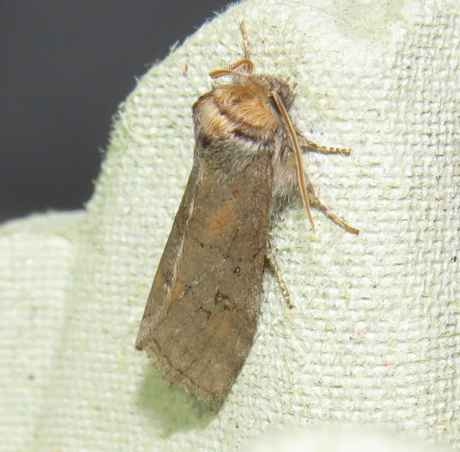 Asphalia ruficollis - vörösnyakú pihésszövő
