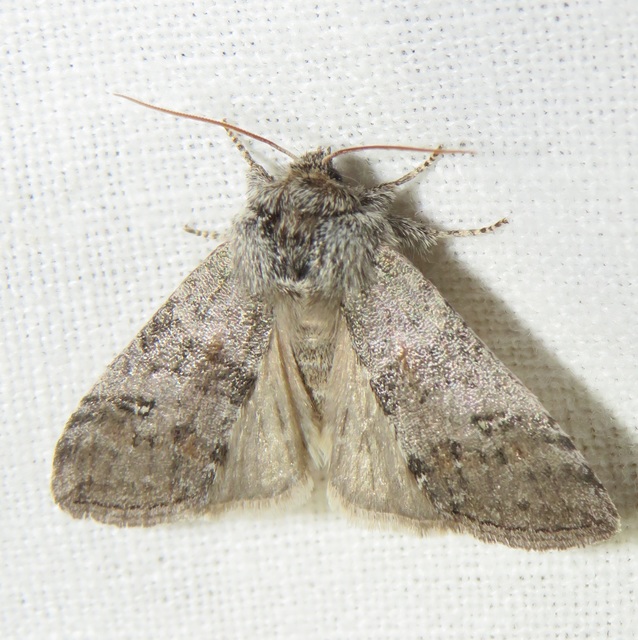 Asphalia ruficollis - vörösnyakú pihésszövő