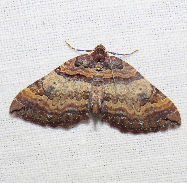 Earophila badiata - csipkerózsa-araszoló