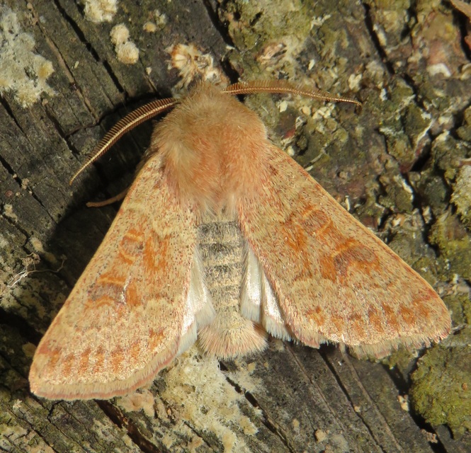 Orthosia miniosa - sárgás barkabagoly