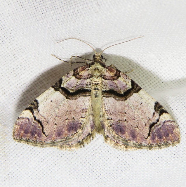 Anticlea derivata - vadrózsa-tarkaaraszoló