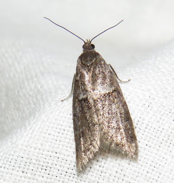 Tortricodes alternella - tavaszi sodrómoly