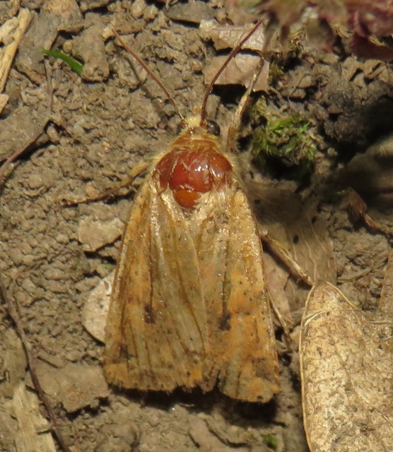 Conistra rubiginea - vörös őszibagoly