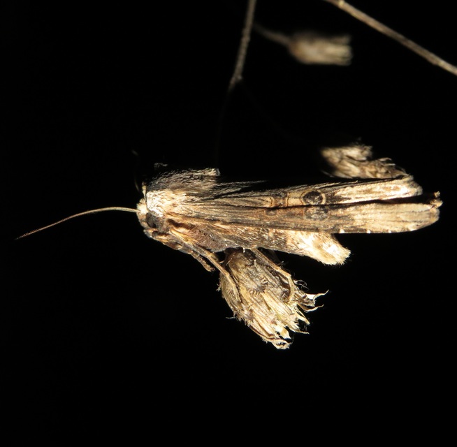 Xylena exsoleta - szürke fabagoly