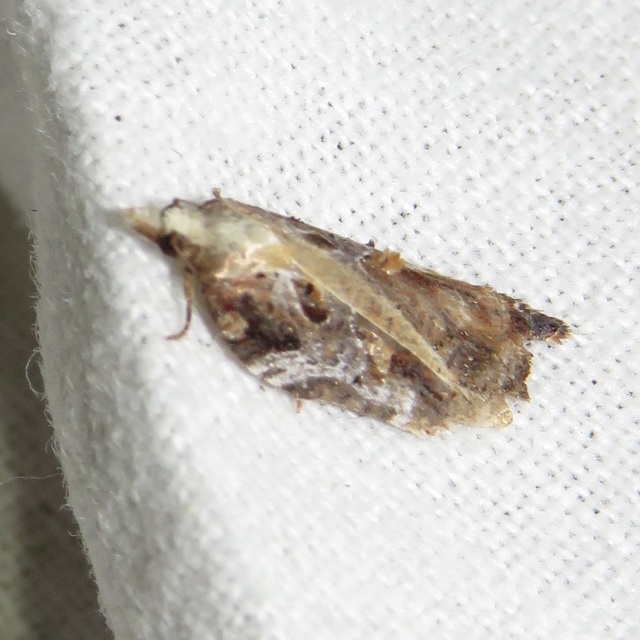 Acleris variegana - tarka levélmoly
