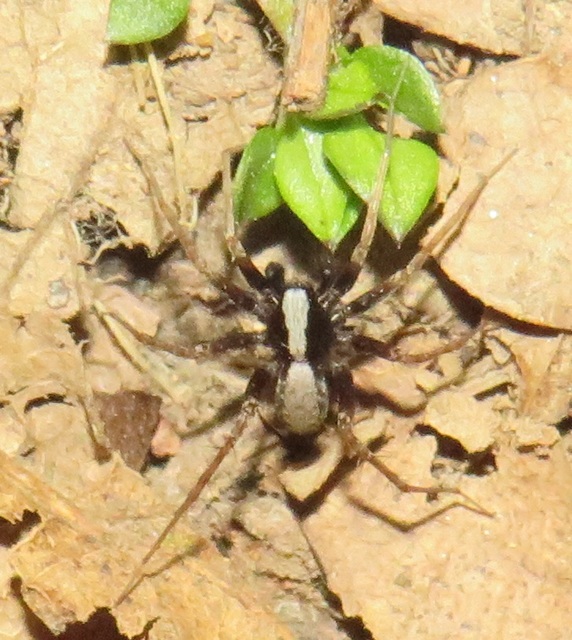 Pardosa alacris/lugubris
