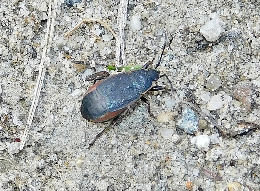 Pyrrhocoris marginatus - szegélyes bodobács