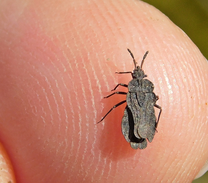 Aradus distinctus