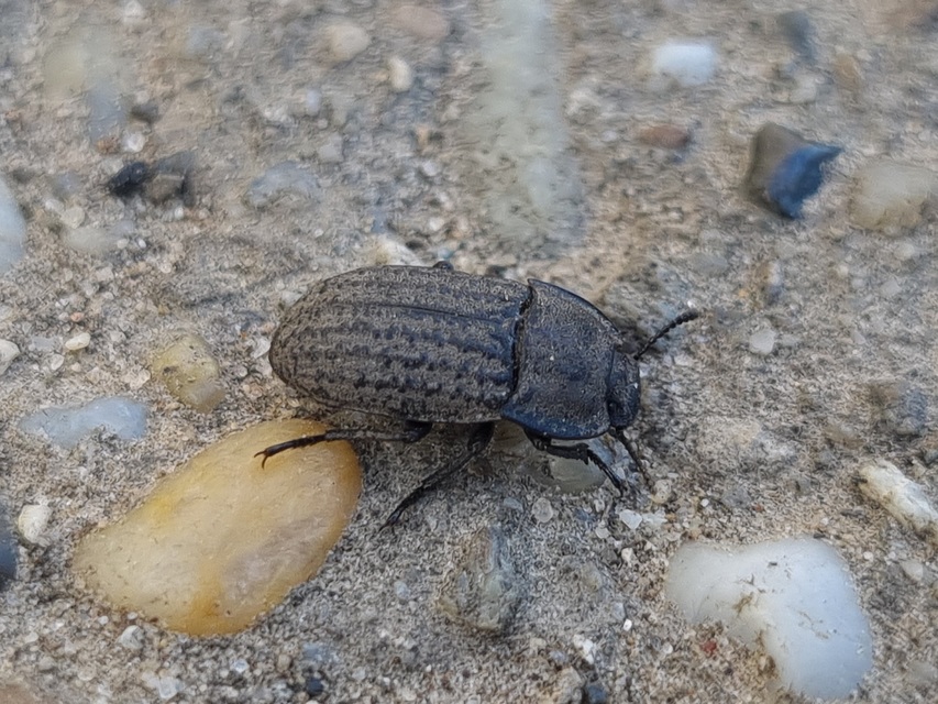 Opatrum sabulosum - sároshátú gyászbogár