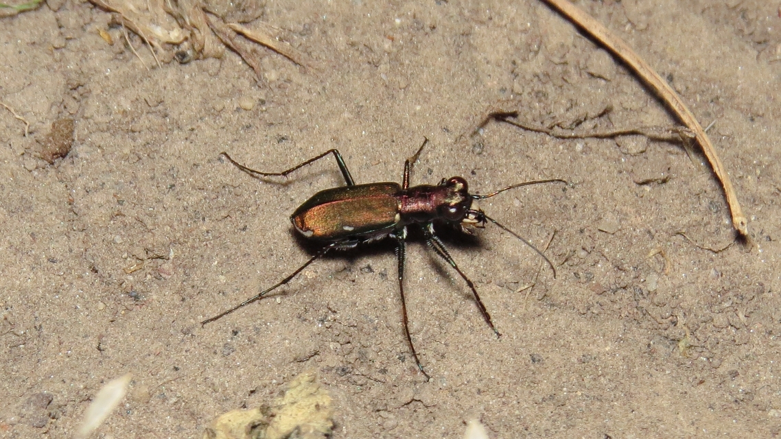 Cylindera germanica - parlagi homokfutrinka
