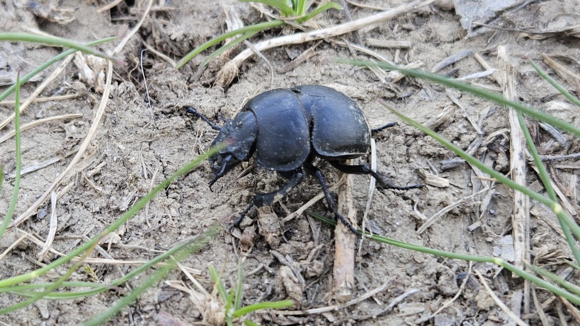 Lethrus apterus - nagyfejű csajkó