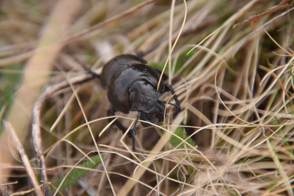 Lethrus apterus - nagyfejű csajkó