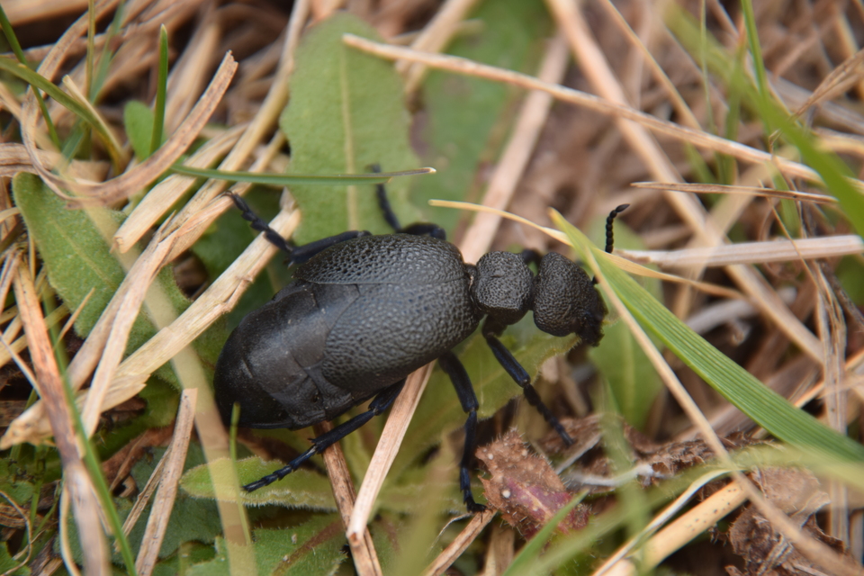Meloe cicatricosus - óriásnünüke