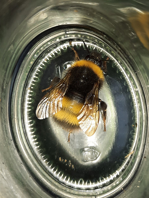 Bombus haematurus - mediterrán poszméh