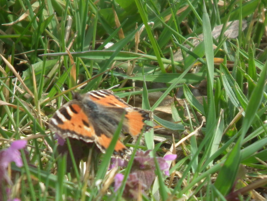 Nymphalis urticae - kis rókalepke
