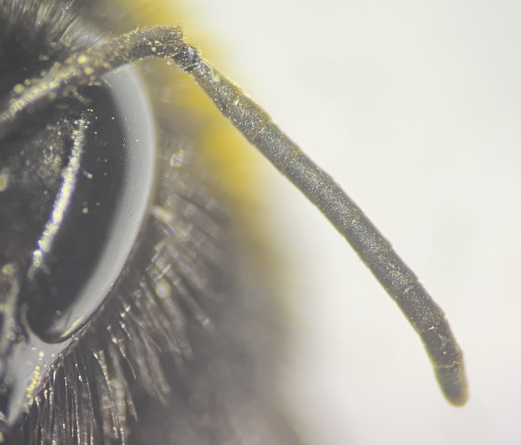 Bombus - poszméhek