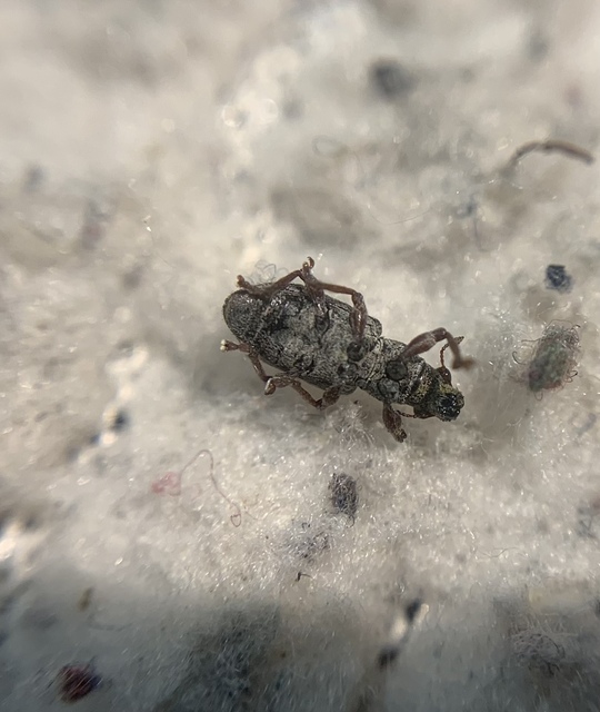 Sitona waterhousei - dülledtszemű csipkézőbogár