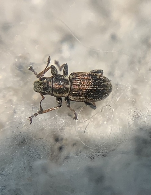 Sitona suturalis - fémes csipkézőbogár
