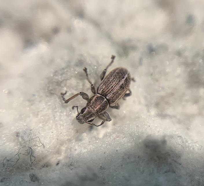 Sitona suturalis - fémes csipkézőbogár