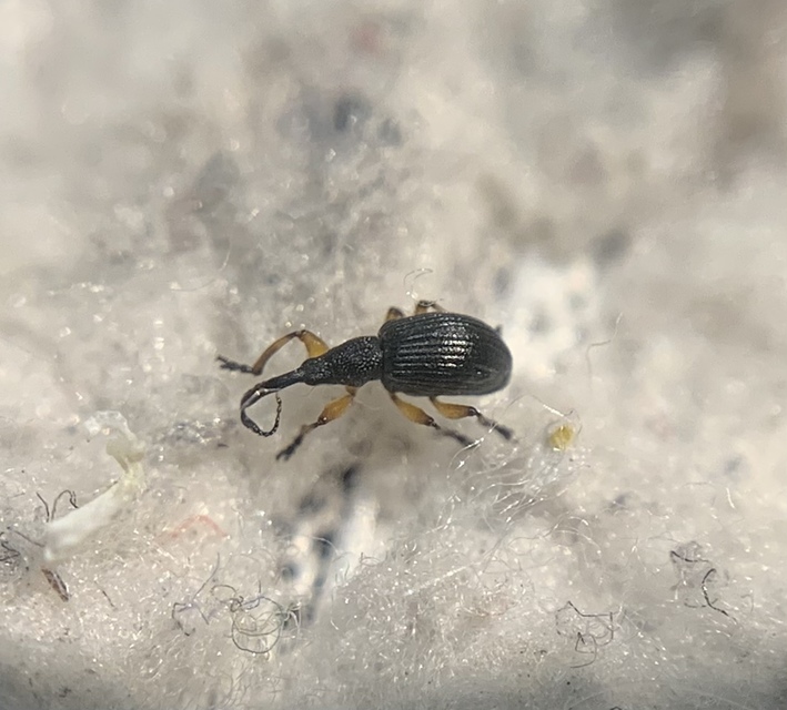 Protapion varipes - görbelábú cickányormányos Protapion varipes - görbelábú cickányormányos