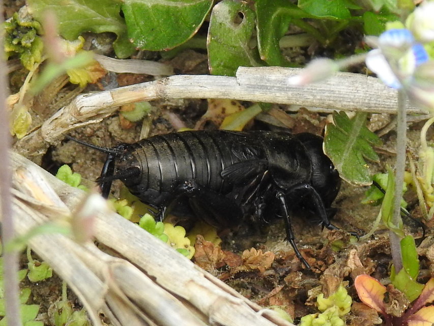 Gryllus campestris - mezei tücsök