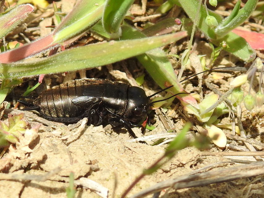 Gryllus campestris - mezei tücsök