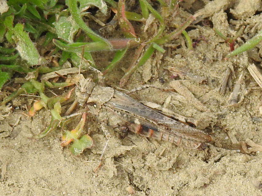 Acrotylus insubricus - önbeásósáska