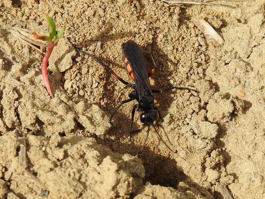 Anoplius viaticus - közönséges útonállódarázs