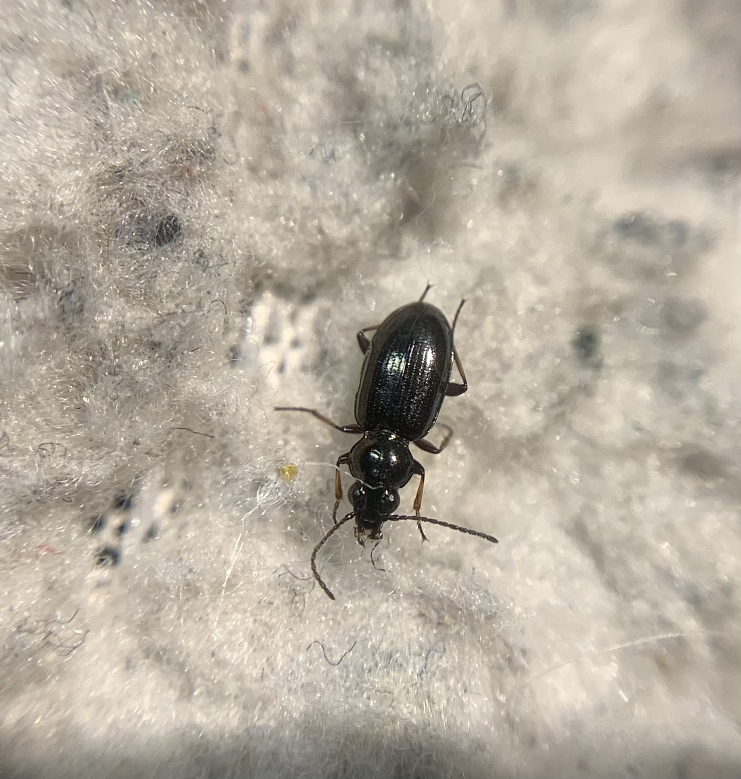 Bembidion properans - parlagi gyorsfutó