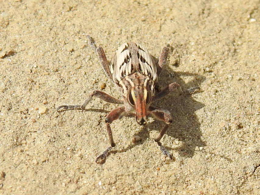 Coniocleonus nigrosuturatus - nyíljegyes barkó