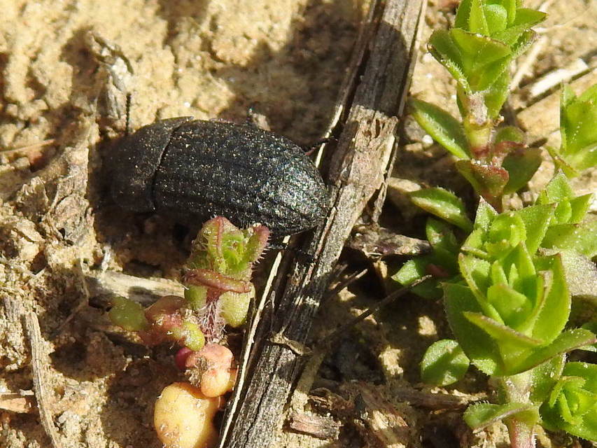 Opatrum sabulosum - sároshátú gyászbogár