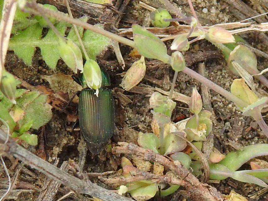 Harpalus distinguendus - mezei lomhafutó