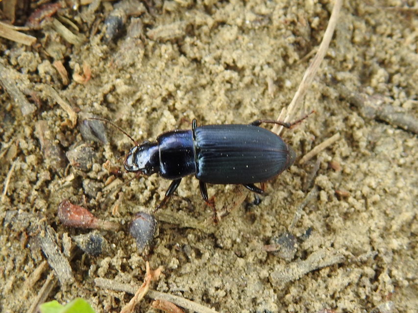Harpalus distinguendus - mezei lomhafutó