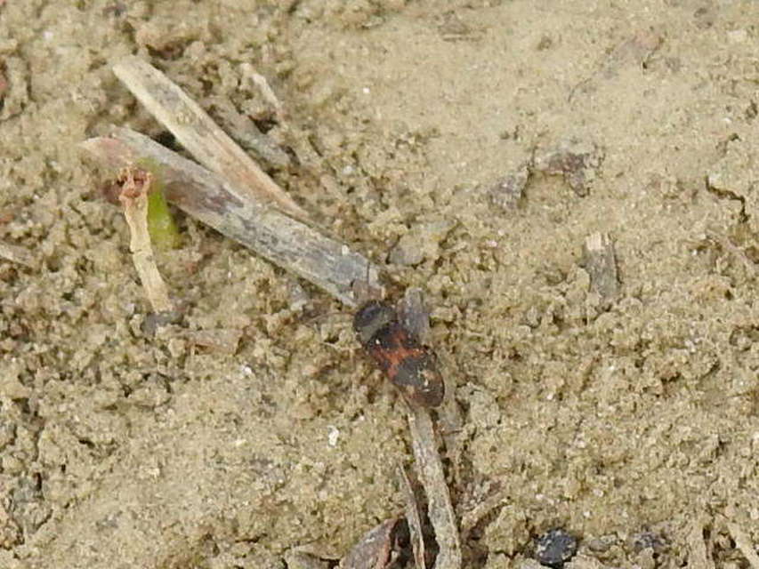 Drasterius bimaculatus - változékony pattanó