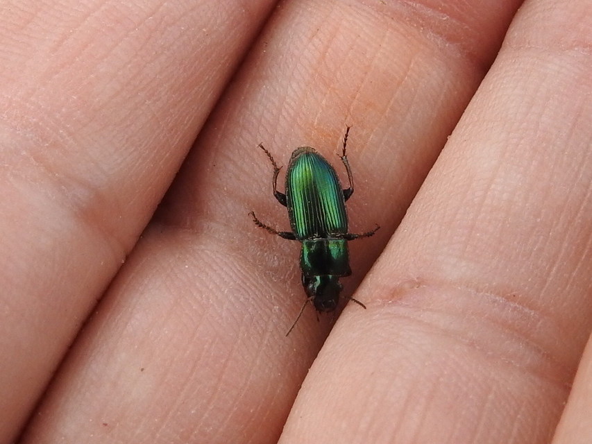 Harpalus distinguendus - mezei lomhafutó