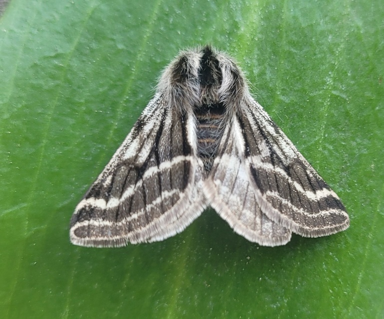 Lycia zonaria - öves tavasziaraszoló