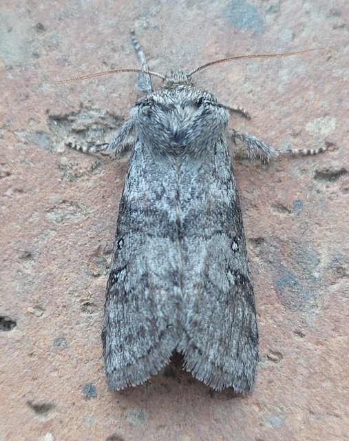 Asphalia ruficollis - vörösnyakú pihésszövő