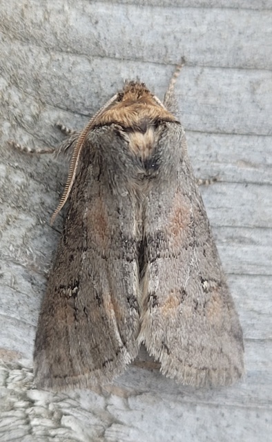Asphalia ruficollis - vörösnyakú pihésszövő
