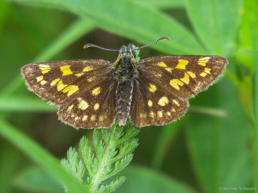 Carterocephalus palaemon - kockás busalepke