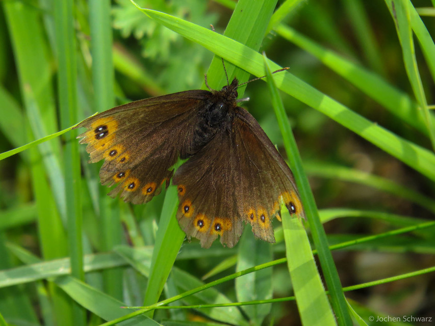 Erebia medusa - tavaszi szerecsenlepke