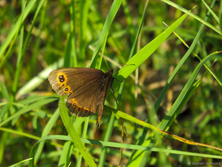 Erebia medusa - tavaszi szerecsenlepke