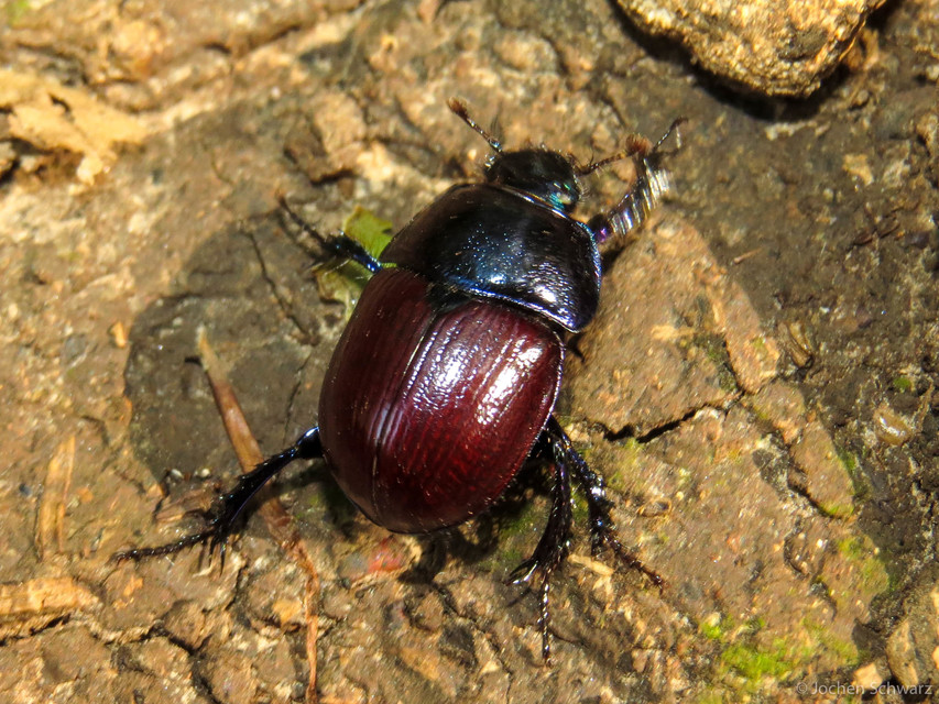 Anoplotrupes stercorosus - erdei álganéjtúró