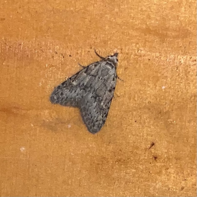 Nola cicatricalis - szürke pamacsosszövő